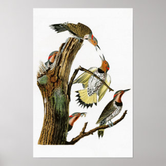 Poster Pássaros de Pica-Pica-Pau-ouro da América