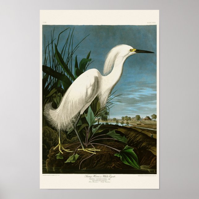 Póster Pássaros de Snowy Heron White Egret Audubon da Amé (Frente)