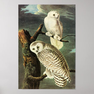 Poster Pássaros de Snowy Owl Audubon da América de Bela