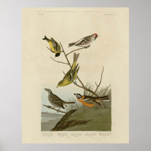 Poster Pássaros-de-vassoura-vermelha parando as aves de A