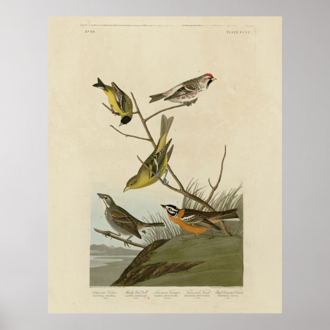 Poster Pássaros-de-vassoura-vermelha parando as aves de A (Frente)