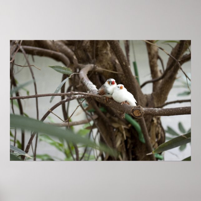 Poster Pássaros do Amor (Frente)