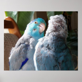 Póster Pássaros do Amor - Parrotlet Birds do Pacífico - p