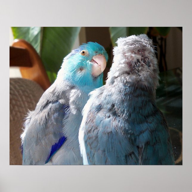 Póster Pássaros do Amor - Parrotlet Birds do Pacífico - p (Frente)