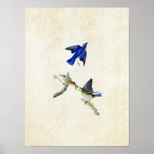 Póster Pássaros do Bluebird da placa 113% pipe% de