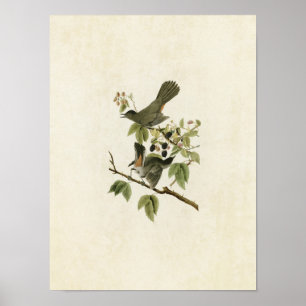 Póster Pássaros do Catbird da placa 128% pipe% de