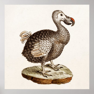 Póster Pássaros do Dodo dos 1700s da ilustração do