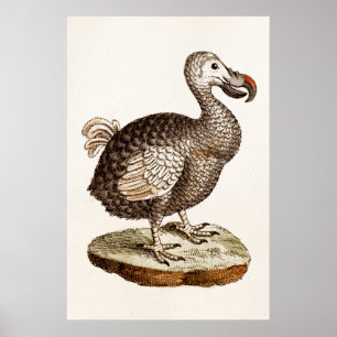 Póster Pássaros do Dodo dos 1700s da ilustração do
