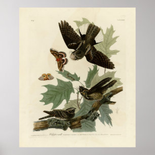 Poster Pássaros do Leste, Pássaros da América de Audubon
