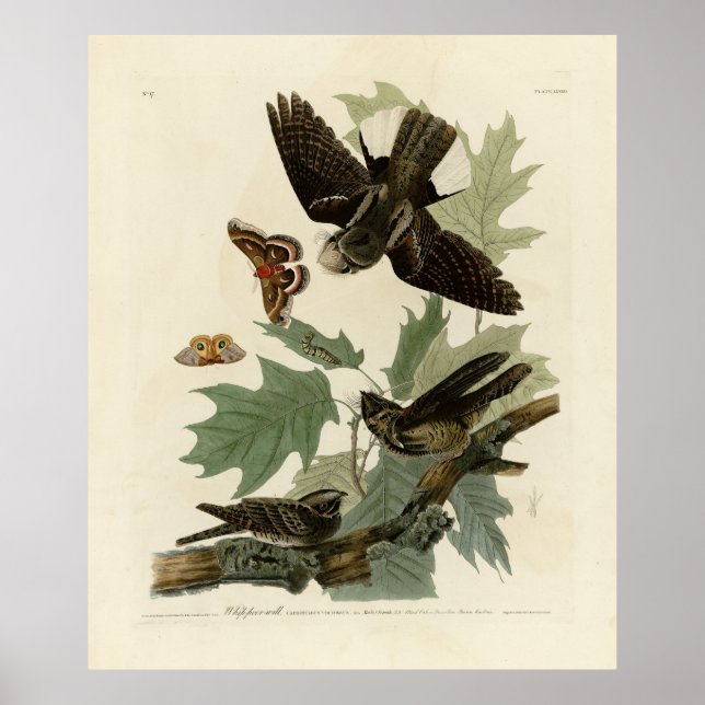 Poster Pássaros do Leste, Pássaros da América de Audubon (Frente)