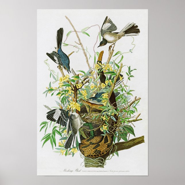 Poster Pássaros do Mocking John James Audubon Birds da Am (Frente)
