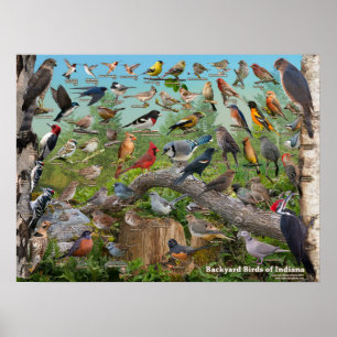 Poster Pássaros do Quintal de Indiana