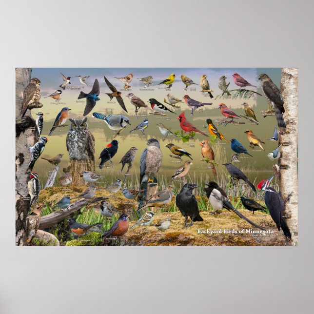 Poster Pássaros do Quintal de Minnesota (Frente)