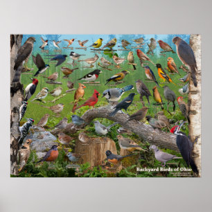 Póster Pássaros do quintal de Ohio