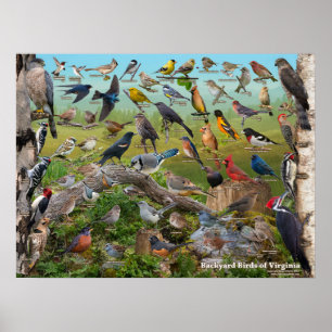 Poster Pássaros do quintal de Virgínia