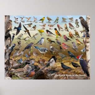 Poster Pássaros do quintal do norte