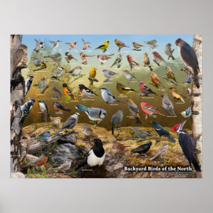 Póster Pássaros do quintal do norte