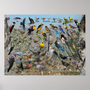 Poster Pássaros do Quintal do Oregon Oriental