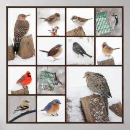 Póster Pássaros do quintal na neve