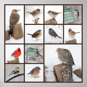 Póster Pássaros do quintal na neve