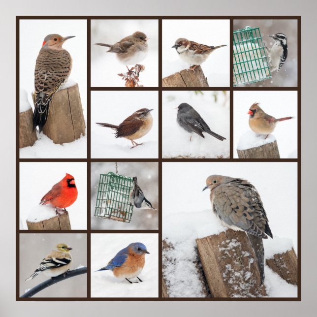 Póster Pássaros do quintal na neve (Frente)