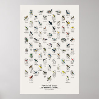 Poster Pássaros Empoleirados - Biblioteca do Naturalista