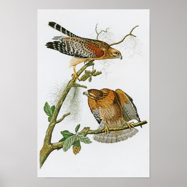 Póster Pássaros Hawk John Audubon, de ombros vermelhos da (Frente)