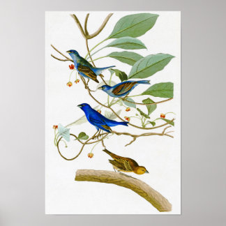 Póster Pássaros Indigo Bunting John James Audubon da Amér