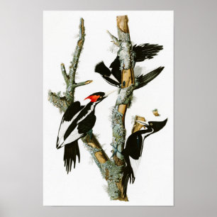 Poster pássaros Marfim-faturados de Audubon do pica-pau