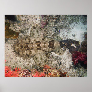 Poster Pássaros Olhos de um Wobbegong