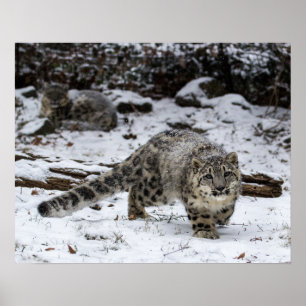 Póster Pássaros Pássaros Pássaros Pêssegos do Leopardo da