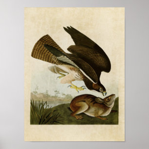 Póster Pássaros pipe% comuns do Buzzard da placa 372%