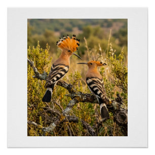 Póster Pássaros Poupa-De-Coroa Na Paisagem Da Natureza Fl