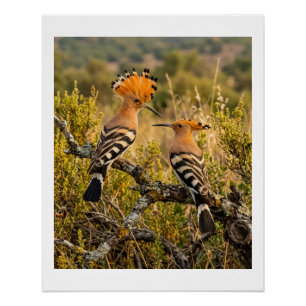 Póster Pássaros Poupa-De-Coroa Na Paisagem Da Natureza Fl