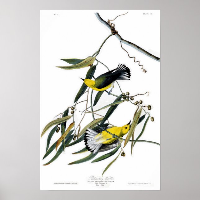 Póster Pássaros Prothonotário do Warbler John James Audub (Frente)