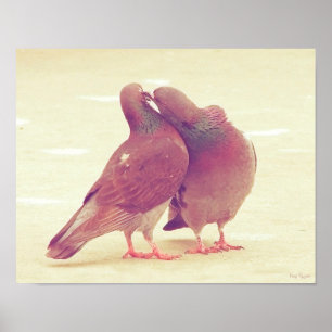 Póster Pássaros retros do amor que beijam o pombo