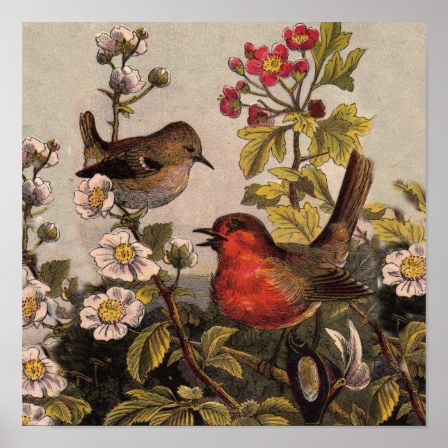 Póster Pássaros Robins da Primavera Pássaro Vermelho Obse (Frente)