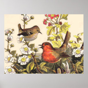 Póster Pássaros Robins da Primavera Pássaro Vermelho Obse
