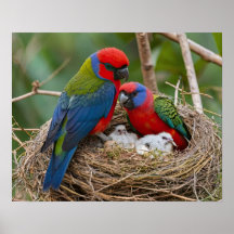 Pássaros Rosella