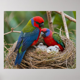 Poster Pássaros Rosella