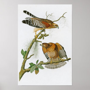 Póster pássaros Vermelho-empurrados de John Audubon do