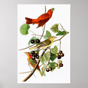 Poster Pássaros vermelhos América de John James Audubon