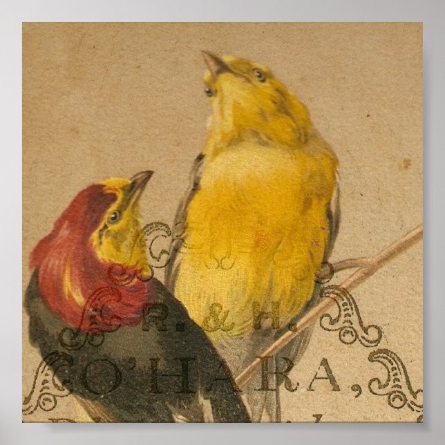 Poster Pássaros Vintage bonito (Frente)