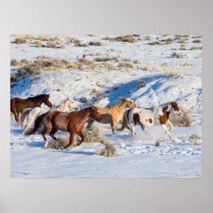 Poster Passeio de Cavalo no Inverno no Hideout Ranch