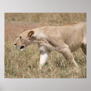 Póster passeio de leão