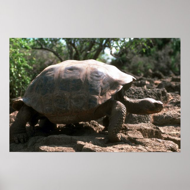 Póster Passeio de tartaruga gigante em forma de tomo (Frente)