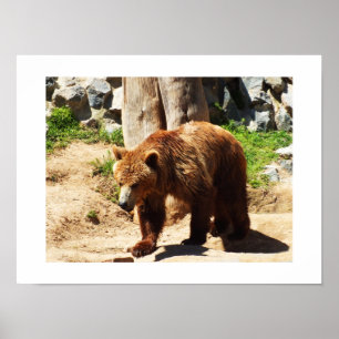 Póster Passeio de ursinho