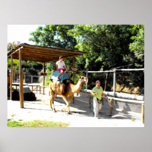 Poster Passeio do camelo