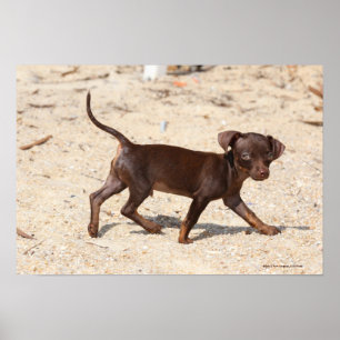 Póster Passeio do filhote de cachorro da chihuahua
