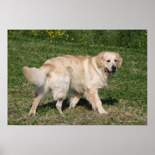 Póster Passeio do golden retriever